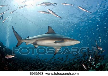 Stock Image - Galapagos, Galapagos Shark (Carcharhinus Galapagensis) Can Reach Twelve Feet In Length And Is Listed As Potentially Dangerous. It Has Been Attracted With Bait And Has Broken The Surface With A Splash.. Fotosearch