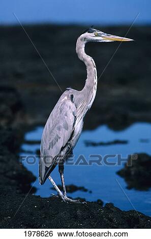 Stock Photograph - Galapagos, Great Blue Heron (Ardea Herodias), Next To A Rocky Pool.. Fotosearch