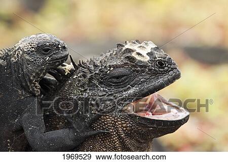 Galapagos Islands, A Juvinile Marine Iguana, Amblyrhynchus Cristatus, Climbs Up On An Adult For A Better View. View Large Photo Image Stock Photo - Galapagos Islands, A Juvinile Marine Iguana, Amblyrhynchus Cristatus, Climbs Up On An Adult For A Better View.. Fotosearch