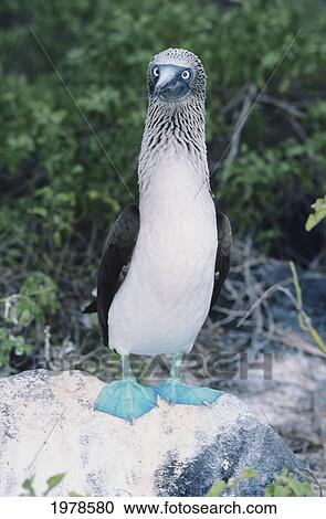 Stock Image - Galapagos Islands, Blue Footed Booby (Sula Nebouxi).. Fotosearch