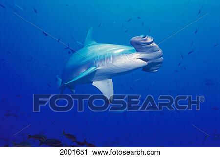 Galapagos Islands, Close-Up Scalloped Hammerhead Shark (Sphyrna Lewini) Mouth Open Small Fish Wolf And Darwin Islands View Large Photo Image Stock Image - Galapagos Islands, Close-Up Scalloped Hammerhead Shark (Sphyrna Lewini) Mouth Open Small Fish Wolf And Darwin Islands. Fotosearch