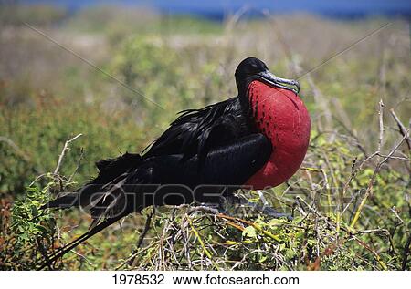 Stock Image - Galapagos Islands, Closeup Of Male Great Frigatebird (Fregata Minor Palmerstoni) With Throat Pouch Inflated In Grass.. Fotosearch