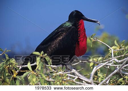Stock Image - Galapagos Islands, Closeup Of Male Great Frigatebird (Fregata Minor Palmerstoni) In Tree.. Fotosearch