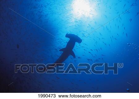 Galapagos Islands, Darwin Islands, Silhouette Of Scalloped Hammerhead With School Of Fish View Large Photo Image Stock Image - Galapagos Islands, Darwin Islands, Silhouette Of Scalloped Hammerhead With School Of Fish. Fotosearch