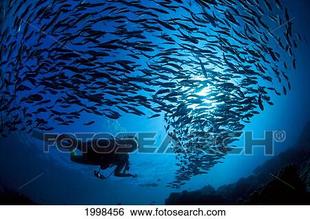 Stock Photograph - Galapagos Islands, Diver And School Black Striped Salema (Xenocys Jessiae) Endemic B1306. Fotosearch