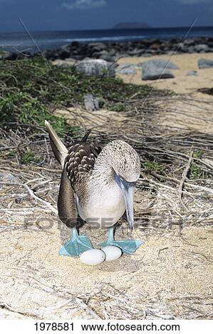 Galapagos Islands, Female Blue Footed Booby (Sula Nebouxi) On Nest With Two Eggs. View Large Photo Image Stock Image - Galapagos Islands, Female Blue Footed Booby (Sula Nebouxi) On Nest With Two Eggs.. Fotosearch
