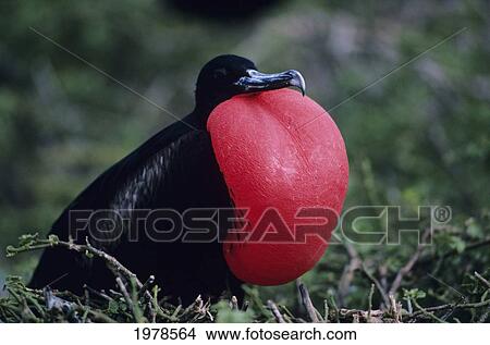 Picture - Galapagos Islands, Great Frigate Bird (Fregata Minor) Male With Red Pouch Inflated.. Fotosearch