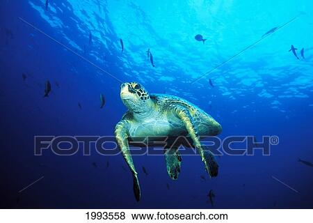Stock Photo - Galapagos Islands, Green Sea Turtle (Chelonia Mydas) Swimming Near Surface, Clear Blue Water. Fotosearch