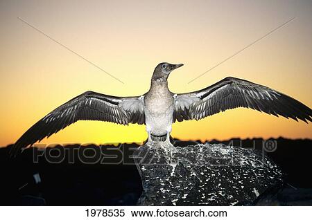 Galapagos Islands, Juvenile Masked Booby (Sula Dactylatra Personata) At Sunset, Wings Spread. View Large Photo Image Stock Photography - Galapagos Islands, Juvenile Masked Booby (Sula Dactylatra Personata) At Sunset, Wings Spread.. Fotosearch