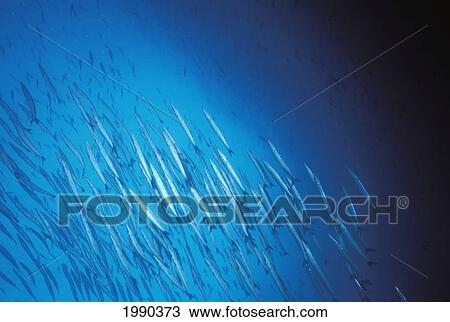 Stock Image - Galapagos Islands, Large School Of Barracuda (Sphyraena Idiastes) In Deep Blue.. Fotosearch