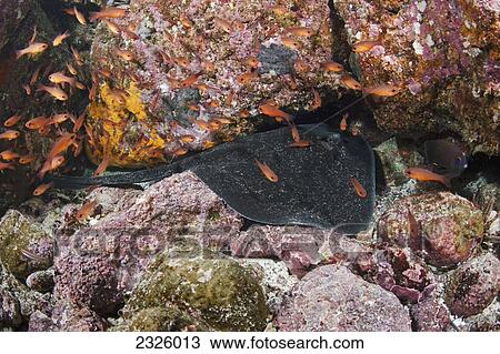 Galapagos Islands, Marbled Ray (Taeniura Meyeri). View Large Photo Image Stock Image - Galapagos Islands, Marbled Ray (Taeniura Meyeri).. Fotosearch