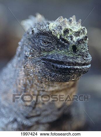 Galapagos Islands, Marine Iguana Son Of Godzilla A96E View Large Photo Image Picture - Galapagos Islands, Marine Iguana Son Of Godzilla A96E. Fotosearch