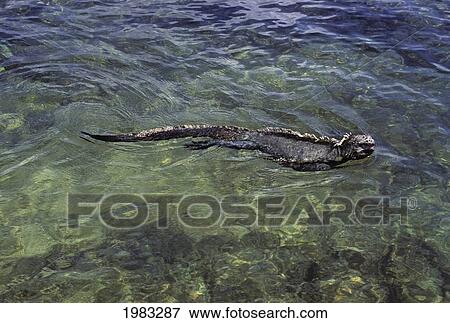 Stock Photo - Galapagos Islands, Marine Iguana (Amblyrhynchus Cristatus) Swimming Along The Surface Of The Ocean.. Fotosearch