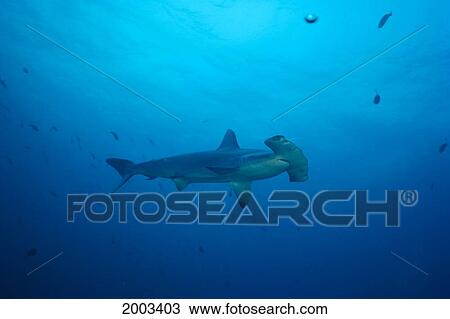 Stock Image - Galapagos Islands, Scalloped Hammerhead Shark (Sphyrna Lewini). Fotosearch