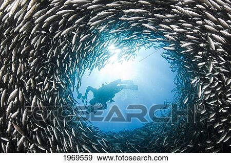 Galapagos Islands, Schooling Black Striped Salema (Xenocys Jessiae) Circle Around A Diver. View Large Photo Image Stock Photo - Galapagos Islands, Schooling Black Striped Salema (Xenocys Jessiae) Circle Around A Diver.. Fotosearch