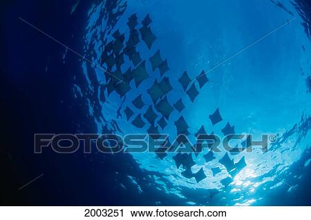 Stock Image - Galapagos Islands, Schooling Cownose Rays (Rhinoptera Steindachneri) Sunburst. Fotosearch