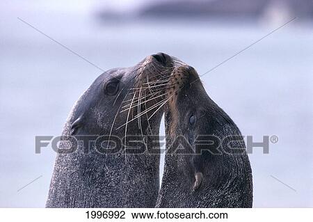 Stock Image - Galapagos Islands, Sea Lions Heads Together, Close-Up (Zalophus Californianu) A96D. Fotosearch