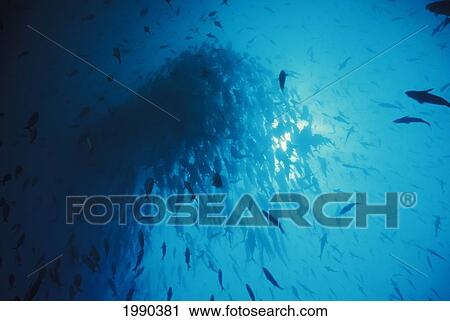 Stock Image - Galapagos Islands, Wolf And Darwin Islands, Schooling Jacks Swarm Against Blue Sea.. Fotosearch