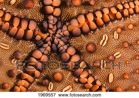 Galapagos, Panamic Cushion Star (Pentaceraster Cumingi). View Large Photo Image Stock Photo - Galapagos, Panamic Cushion Star (Pentaceraster Cumingi).. Fotosearch