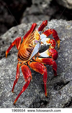 Galapagos, Santa Cruz Island, A Sally Lightfoot Crab (Graspus Graspus), Searching For Algae To Dine On In The Intertidal Zone. View Large Photo Image Picture - Galapagos, Santa Cruz Island, A Sally Lightfoot Crab (Graspus Graspus), Searching For Algae To Dine On In The Intertidal Zone.. Fotosearch