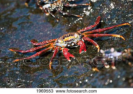 Stock Image - Galapagos, Santa Cruz Island, A Sally Lightfoot Crab (Graspus Graspus), Searching For Algae To Dine On In The Intertidal Zone.. Fotosearch
