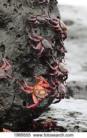 Galapagos, Santa Cruz Island, A Sally Lightfoot Crab (Graspus Graspus), Searching For Algae To Dine On In The Intertidal Zone. View Large Photo Image Stock Photography - Galapagos, Santa Cruz Island, A Sally Lightfoot Crab (Graspus Graspus), Searching For Algae To Dine On In The Intertidal Zone.. Fotosearch