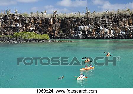 Picture - Galapagos, Santa Cruz Island, Kayakers Exploring The Waters Off Santa Cruz Island While A Sea Lion Approaches.. Fotosearch