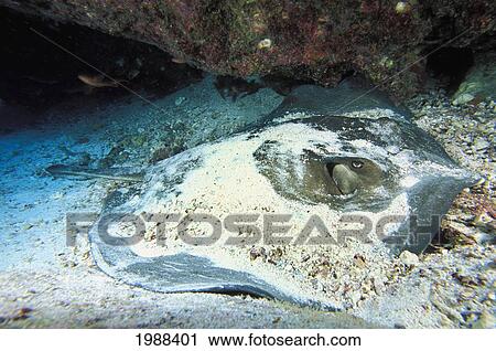 Stock Image - Galapogos Islands, Diamond Stingray (Dasyatis Brevis) Hides In Sand. Fotosearch