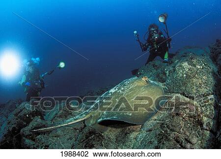 Stock Image - Galapogos Islands, Diamond Stingray (Dasyatis Brevis) On Coral, Divers In Background.. Fotosearch