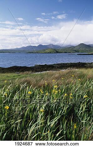 Stock Photo - Galway County Iris. Fotosearch