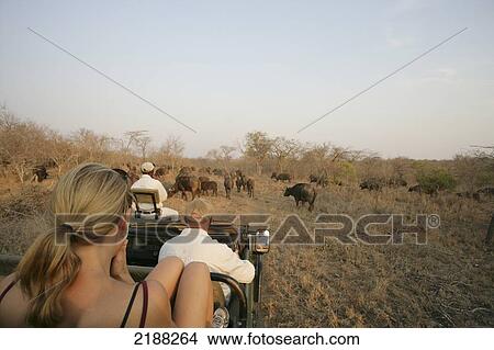 Picture - Game Drive Kruger Park, South Africa.. Fotosearch