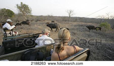 Game Drive Kruger Park South Africa View Large Photo Image Stock Image - Game Drive Kruger Park South Africa. Fotosearch