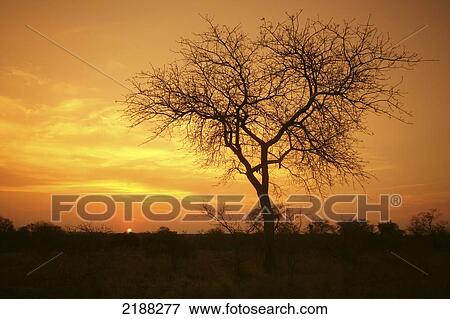 Game Drive Kruger Park South Africa View Large Photo Image Stock Photo - Game Drive Kruger Park South Africa. Fotosearch