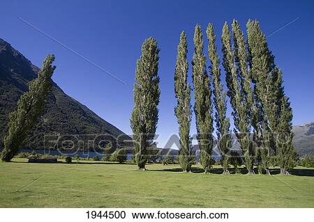 Gardens of Estancia Peuma Hue, Nahuel Huapi National Park, Rio, Argentina View Large Photo Image Stock Image - Gardens of Estancia Peuma Hue, Nahuel Huapi National Park, Rio, Argentina. Fotosearch