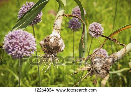 Picture - Garlic bulbs covered with dirt; Upper Marlboro, Maryland, United States of America. Fotosearch
