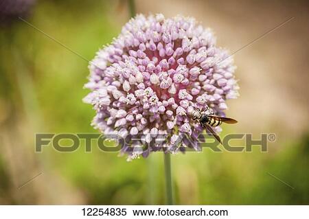 Stock Photography - Garlic flower; Upper Marlboro, Maryland, United States of America. Fotosearch