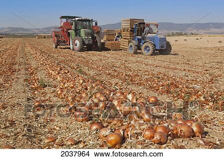 Gathering Onion Crop Near Daimiel; Toledo Province Spain View Large Photo Image Picture - Gathering Onion Crop Near Daimiel; Toledo Province Spain. Fotosearch