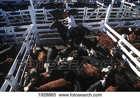 Stock Photography - Gaucho And Cattle On Ranch. Fotosearch