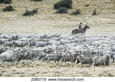 Stock Photo - Gaucho herding sheep on horseback; Esperanza, Santa Cruz, Argentina. Fotosearch
