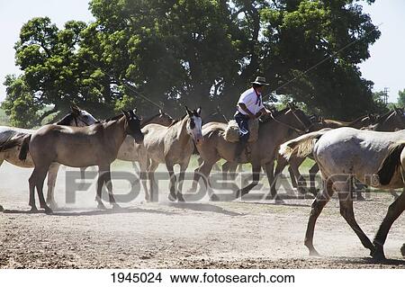 Gauchos herding horses, Estancia Santa Susana, Los Cardales, Provincia de Buenos Aires, Argentina View Large Photo Image Picture - Gauchos herding horses, Estancia Santa Susana, Los Cardales, Provincia de Buenos Aires, Argentina. Fotosearch