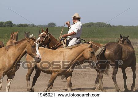 Stock Image - Gauchos herding horses, Estancia Santa Susana, Los Cardales, Provincia de Buenos Aires, Argentina. Fotosearch