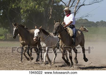 Stock Image - Gauchos herding horses, Estancia Santa Susana, Los Cardales, Provincia de Buenos Aires, Argentina. Fotosearch