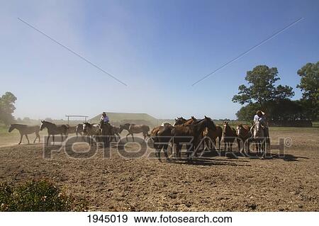 Stock Photo - Gauchos herding horses, Estancia Santa Susana, Los Cardales, Provincia de Buenos Aires, Argentina. Fotosearch