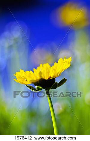 Stock Image - Gazania, Beautiful Yellow Blossom, View From Side.. Fotosearch
