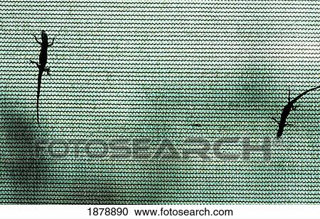 Stock Image - Geckos On Mesh, Close Up. Fotosearch