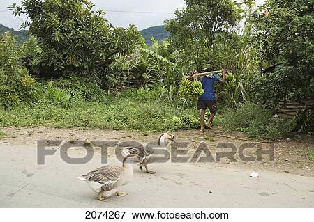 Geese In Ranomafana, Fianarantsoa Province, Madagascar View Large Photo Image Stock Photo - Geese In Ranomafana, Fianarantsoa Province, Madagascar. Fotosearch