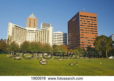 Geese Walking On The Grass In Front Of Buildings Near The Waterfront; Portland, Oregon, United States Of America View Large Photo Image Stock Photo - Geese Walking On The Grass In Front Of Buildings Near The Waterfront; Portland, Oregon, United States Of America. Fotosearch