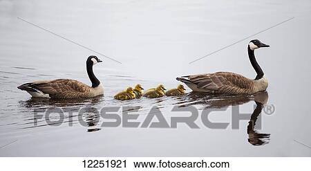 Geese with goslings on tranquil water; Duluth, Minnesota, United States of America View Large Photo Image Stock Image - Geese with goslings on tranquil water; Duluth, Minnesota, United States of America. Fotosearch