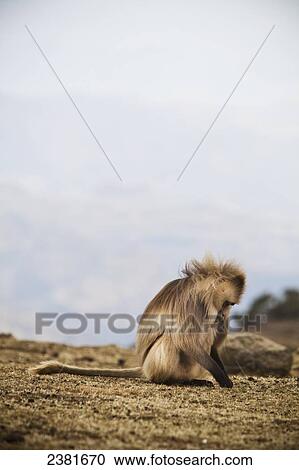 Gelada baboon (Theropithecus gelada) in the Simien mountains; Ethiopia View Large Photo Image Stock Image - Gelada baboon (Theropithecus gelada) in the Simien mountains; Ethiopia. Fotosearch