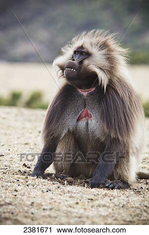 Stock Image - Gelada baboon (Theropithecus gelada) in the Simien mountains; Ethiopia. Fotosearch